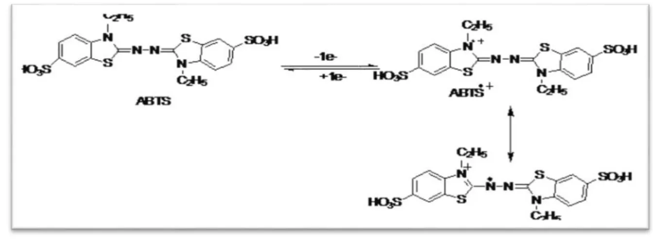 Figure 07 : Oxydation partielle de l’ABTS (Boutine, 2011). 