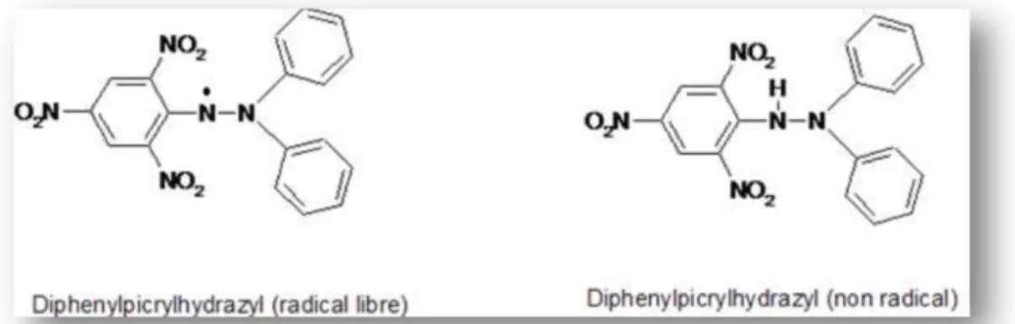 Figure 08 : Forme libre et réduite du DPPH ( Molyneux, 2004). 