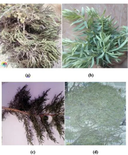 Figure 09 : Les feuilles  de chaque plante, Thymelaea hirsuta Endel (a), Daphné gnidium L (b),  Cupressus sempervirens L  (c), Juniperus communis L (d))