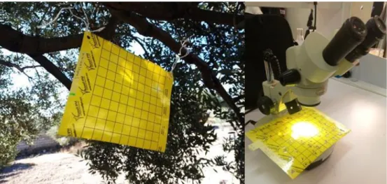 Figure 2: Sampling and determination of individuals of Bactrocera oleae and Psyttalia concolor    