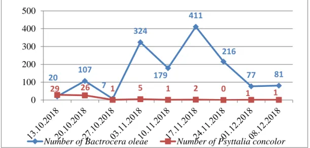 Figure 3: Population dynamics of B. oleae and P. concolor on the Sigoise variety 