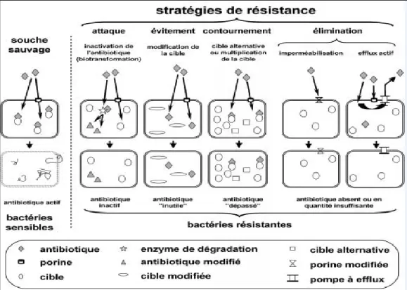 Figure 03 : Principales stratégies mises en place par les bactéries pour résister à l'action des  antibiotiques (Mesaros et al., 2005)