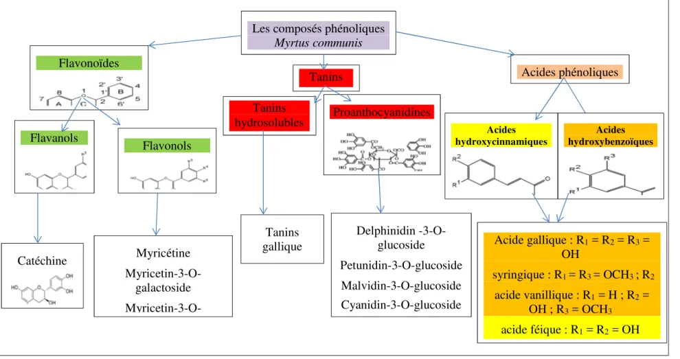 Figure 3.  Les principaux composants polyphénoliques du Myrtus communis L. (Aleksic et Knezevic, 2014)  et  structures   chimiques (Heim et al., 2002) 