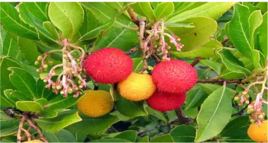 Figure 4. Photographie du fruit et des feuilles de l’Arbousier (IUCN. A., 2005)  II.5