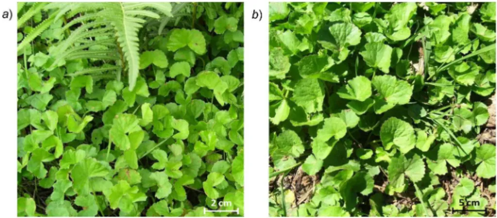 Fig. 1. Foliar morphologies of Malagasy C. asiatica: a) morphotype A with reniform leaves; b) morphotype B with round leaves