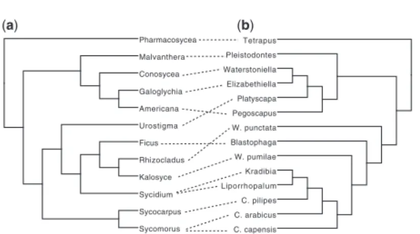 Fig. 1. A tanglegram between a phylogeny of sections of Ficus (a) and that of their associated genera of pollinating wasps (b)