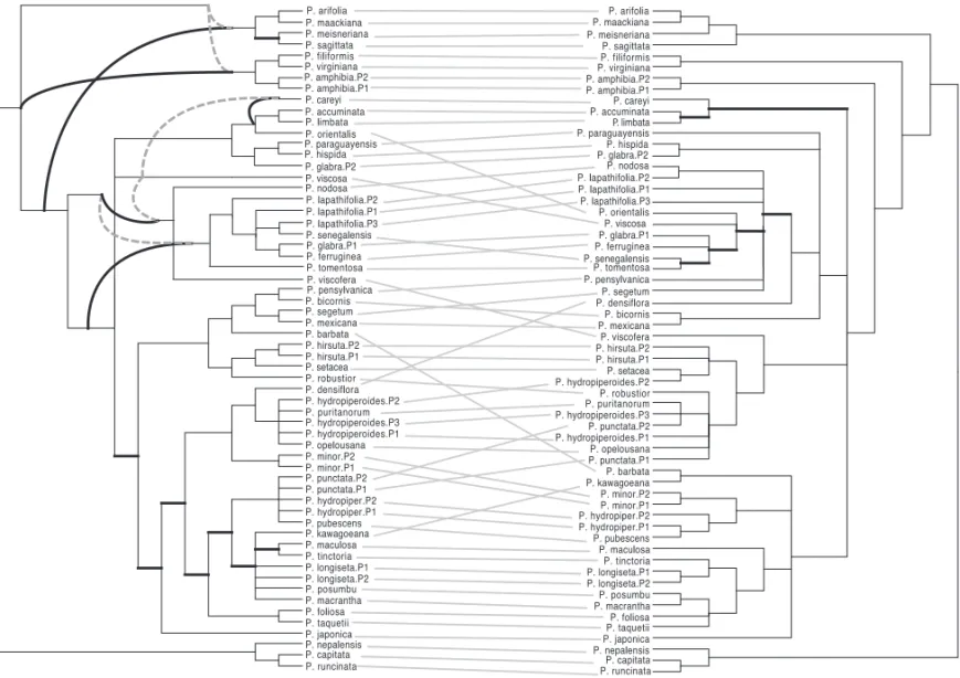 Fig. 7. A tanglegram between the networks obtained by analyzing the nrITS dataset (left) and the cpDNA dataset (right)