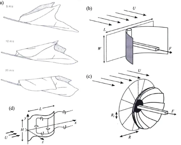 Figure  1-8:  Flexible  structures  in  flow.  (a)  Reconfiguration  of  a  tulip  tree  leaf  at different  wind  speeds  adapted  from  Vogel  [108]