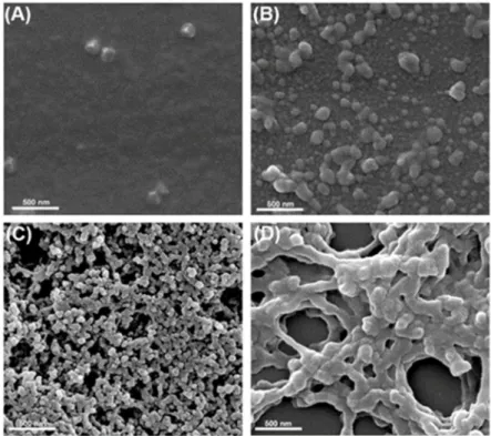 Figure 2. SEM images of SPEN before (A) and after crosslinking with Al 3+  at different concentrations: 