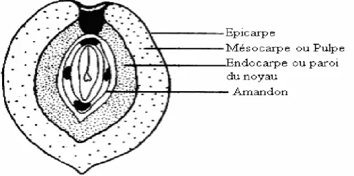 Figure I.1 : Composition de l’olive [3]. 