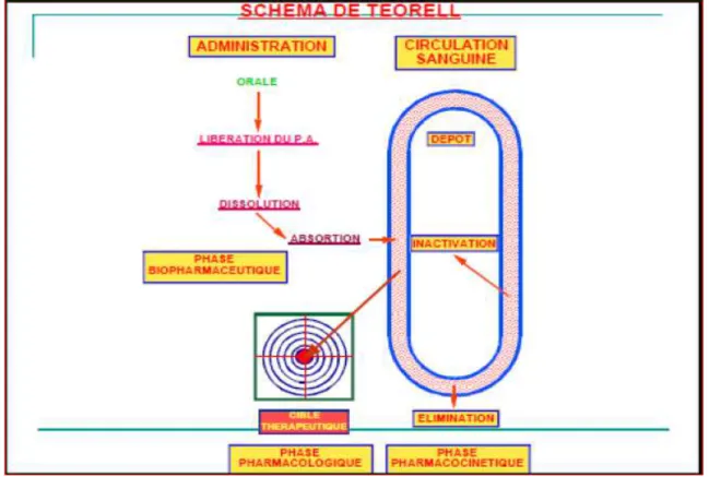 Figure I.2 : Schéma récapitulatif = SCHEMA DE TOERELL [5]. 