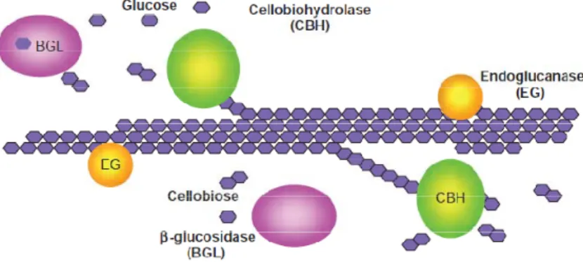 Fig 4. Action de différents composants de la cellulase Figure 2.5 – Mode d’action des enzymes cellulolytiques [19]