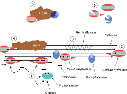 Figure 2. Simplistic overview of factors limiting effi cient hydrolysis of  cellulose (symbolised by the straight lines)