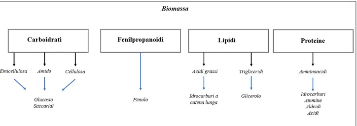 Figura 2.5 Composizione e degradazione della biomassa 