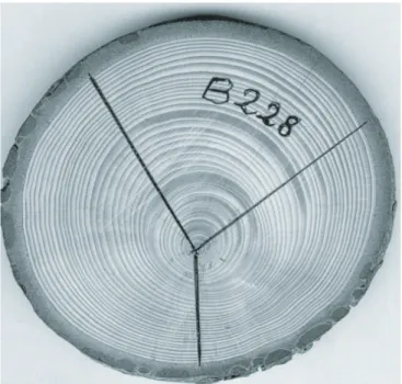 Figure 2. Section transversale de cèdre (arbre : B228) avec le bois de compression.