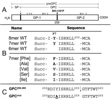 FIGURE 3. Schematic representation of LAV GPC and synthetic peptides derived from the SKI-1 recognition site.A, SP represents the signal peptide.