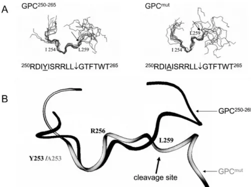 FIGURE 7. Dec-YISRRLL-cmk and dec-ISRRLL-cmk are effective inhibitors of endogenous pro-SREBP-2ex vivo processing