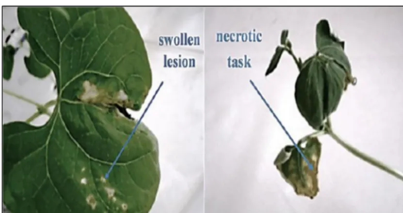 Fig. 5 High contrast-uncolored leaves pictured from the experi- experi-ment B biological control of common blight caused by Xapf ^ 