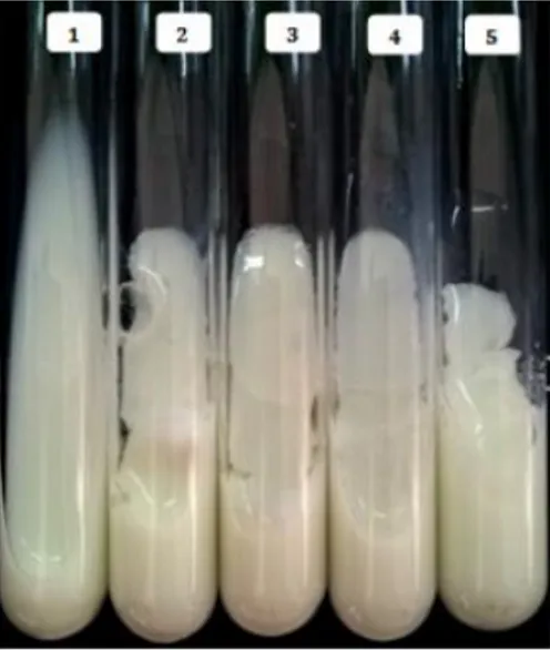Figure 2 Coagulation of skimmed milk by the crude extract and purified enzyme  of M. circinelloides (1: control, 2: crude extract, 3: precipitated pellet with 20-70% 