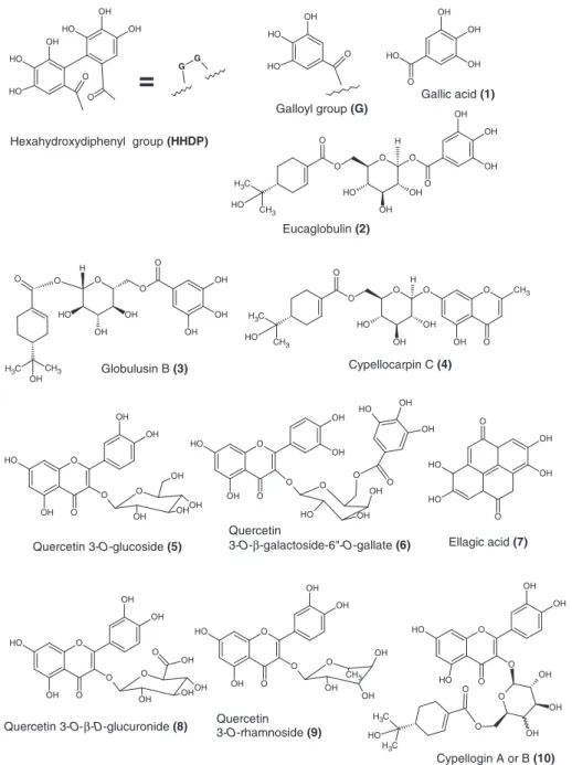 Figure 3. Chemical structures of phenolic compounds detected in Eucalyptus globulus leaves.