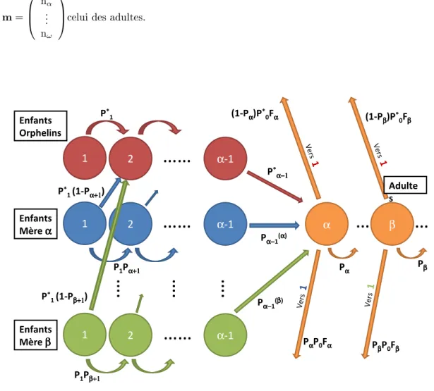 Figure 8: Cycle de vie du modèle BOMS (les P ˜ X ont été remplaçés par P X ∗ et P α−1 (i) = P α−1 P α−1+i + P˜ α−1 (1 − P α−1+i )