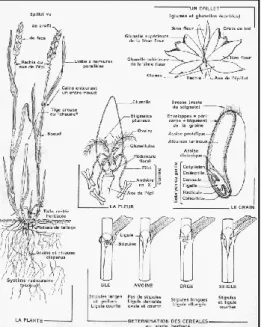 Figure 1 : Morphologie des graminées (exemple du blé) (Soltner 1998) 1.1.4. Cycle végétatif : 