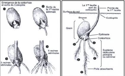 Figure 2 : Phase de semis-levée (Boyeldieu 1997) b- Phase levée – tallage 