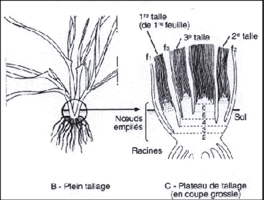 Figure 4 : Phase Début tallage-Début montée (tallage herbacé) (Boyeldieu 1997) 1.5.2. Période de reproduction 