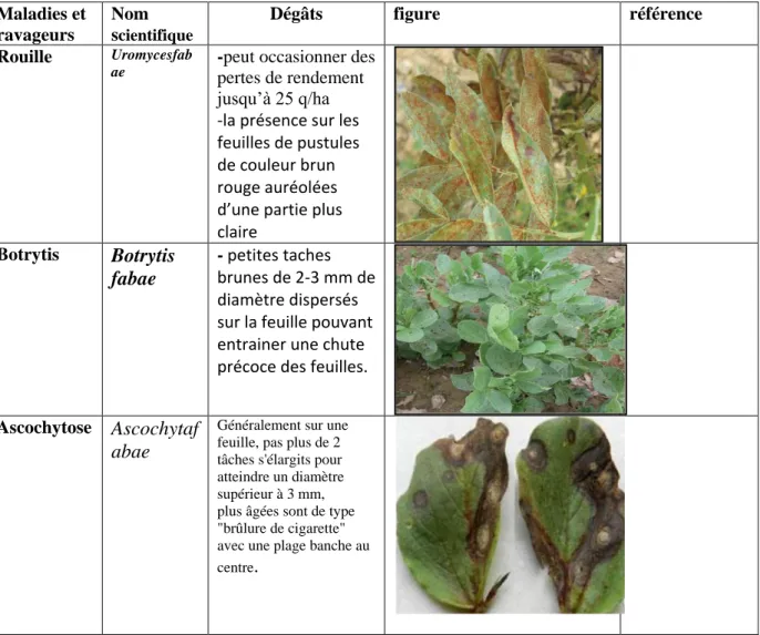 Tableau 2 : les maladies de la féverole  Tableau établir de moi et même 