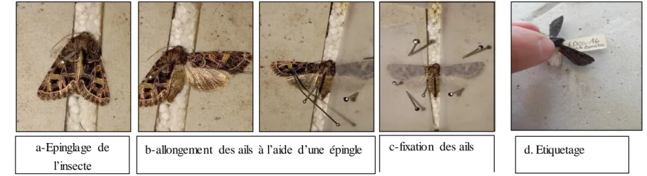 Figure  18: Différents  étapes de l’étalement  des individus  de Noctuidae c-fixation  des ails 