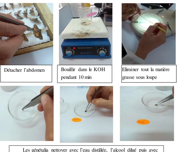 Figure  20: Les différents  étapes suivis  pour la préparation  des génitalia 