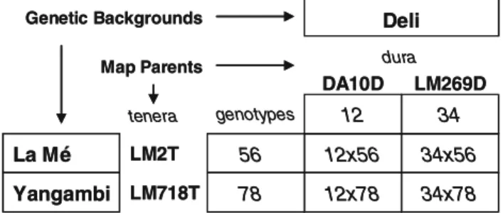 Fig. 1 Multi-parent mating design of four connected full-sibs families, with eight potential alleles segregating from parent  geno-types ij