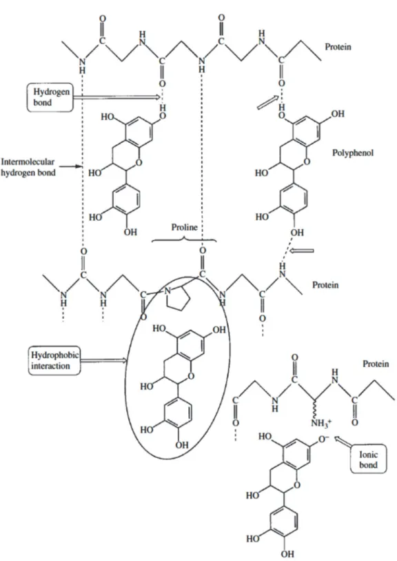 Fig. 8. Interaction between proteins and polyphenols [25] 