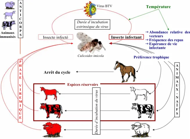 Figure 15 : Cycle de transmission du BTV entre une population de vecteurs et les espèces hôtes  (sensibles et réservoirs) et facteurs d’influence  (en bleu : facteurs liés à l’insecte, en vert : les  facteurs liés à l’environnement) 