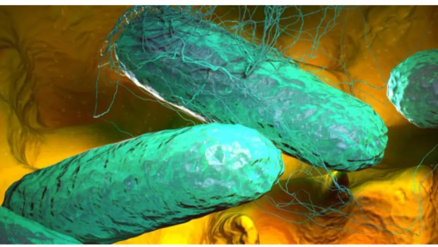 Figure 07 : Bactérie Salmonella typhimurium (SITE INTERNET, 11). 