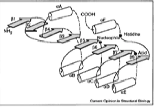 Figure  05  :  Schéma  montrant  la  structure  des  enzymes  lipolytiques « lipases  /  esterases»   