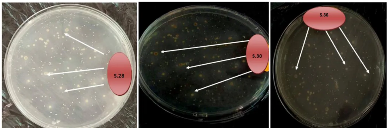 Figure 06 : Photographie présentant le résultat de l’activité lipolytique des souches : S28, S30  et S36.correspondant aux zones claires montrées par les flèches