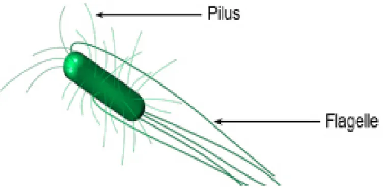 Figure 5 : Schéma de la morphologie de la bactérie E. coli(BOULADE, 2019). 