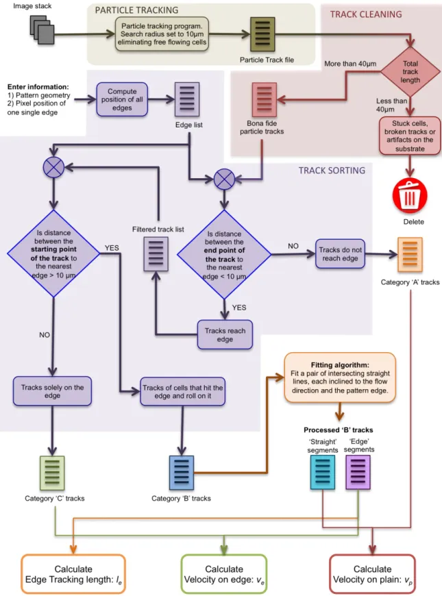 Figure 2.3. Flow chart describing the cell tracking and analysis algorithm.  