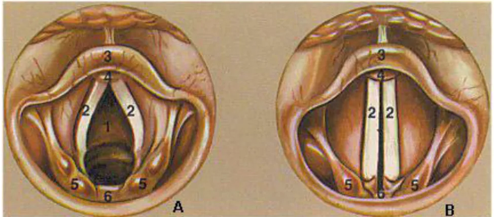 Figure 1.2  Cordes vocales (Abduction (A) et adduction (B)). [5] 