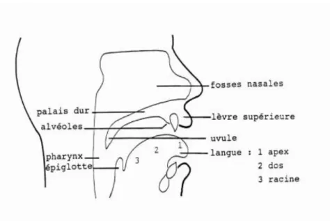 Figure 1.3. Vue de la cavité bucco-pharyngale. [4] 