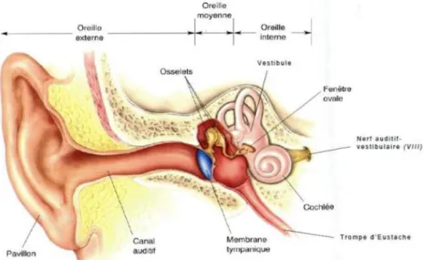 Figure 1.4. Composition de l’oreille humaine. [6] 