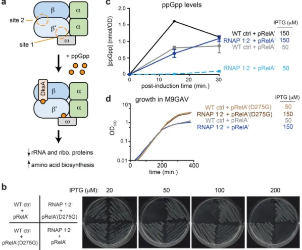 Fig. 1. ppGpp can inhibit growth independent of its effects on RNA polymerase.
