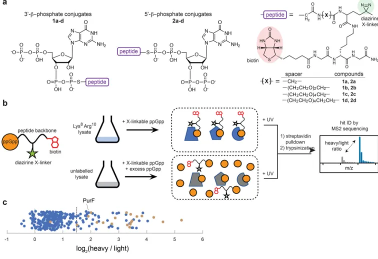 Fig. 2. Overview of capture compound mass spectrometry approach for identifying ppGpp  targets.