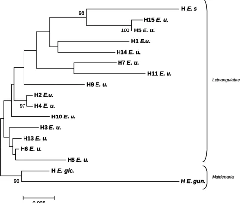 Figure  1: Arbre  des  distances  entre les 14  halpotypes d’E.  urophylla  (H  E.  u.) et  des haplotypes pour E