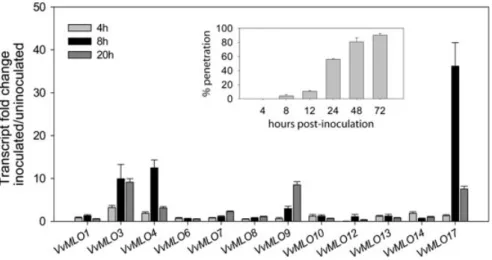 Figure 4. Transcriptional response of grapevine VvMLO genes to powdery mildew infection