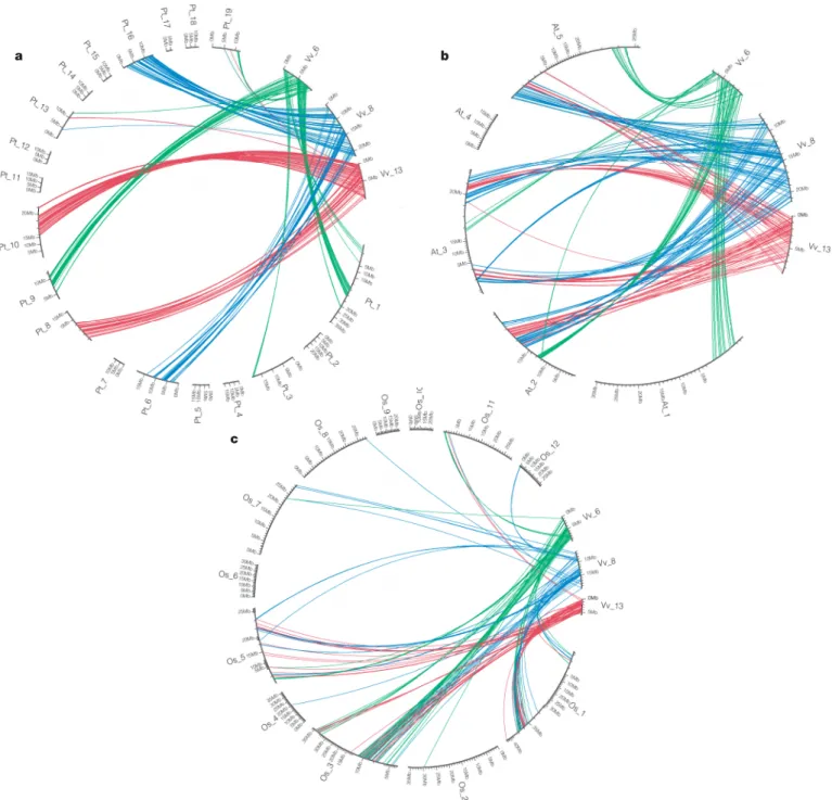 Figure 1 | Comparison between three paralogous Vitis genomic regions and their orthologues in P