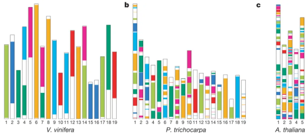 Figure 3 | Positions of the polyploidization events in the evolution of plants with a sequenced genome