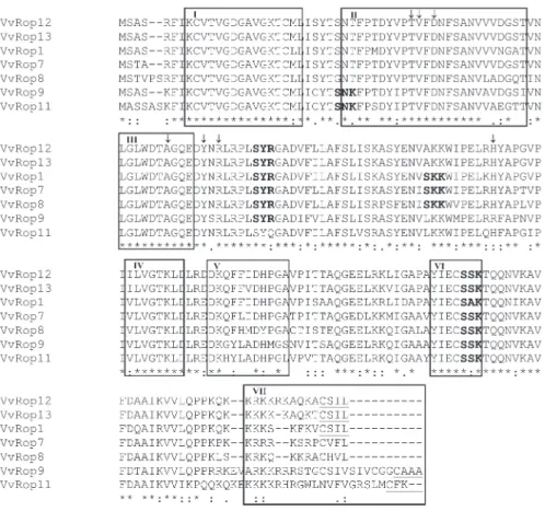 Fig. 1. Multiple alignment of the Vitis vinifera Rop deduced amino acid sequences. Identical residues are indicated by an asterisk