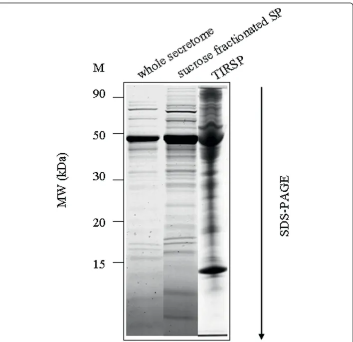 Figure 8 Protein profile from the sucrose-fractionated SP and from the whole secretome